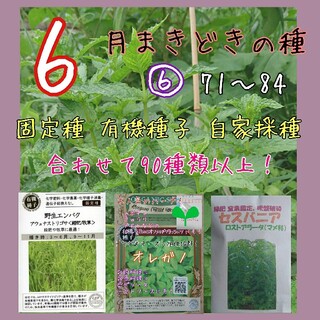 6月まきどきの種⑥ 71～84 家庭菜園 野菜の種 ハーブの種 固定種 種 種子(野菜)