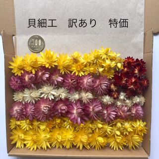 （7）貝細工　ヘリクリサム　ドライフラワー 訳あり品(ドライフラワー)