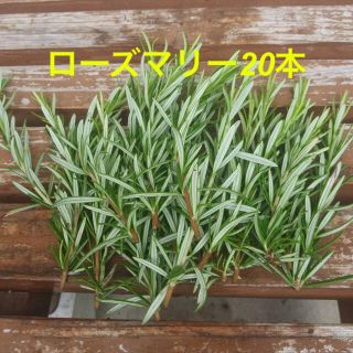 ローズマリー　切り枝　20本(野菜)