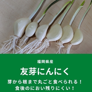友芽にんにく【osaka様専用】(野菜)