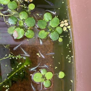 水草　アマゾンフロッグピット特大6  今だけ10株(アクアリウム)