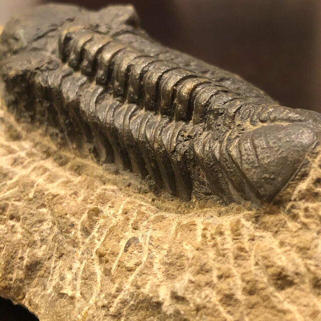 大きな三葉虫　大きな化石　子供の顔サイズ