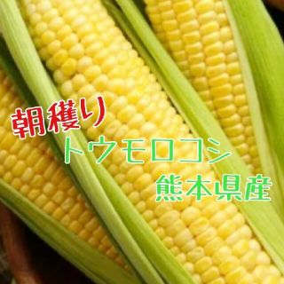 産地直送　とうもろこし　ゴールドラッシュ　4kg(野菜)