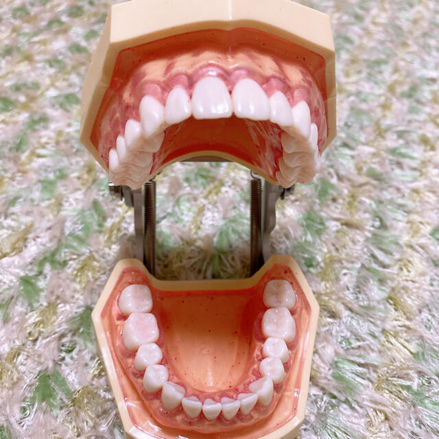 NISSIN DENTAL MODEL 顎模型 歯科模型 その他のその他(その他)の商品写真