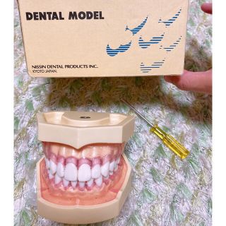 NISSIN DENTAL MODEL 顎模型 歯科模型(その他)