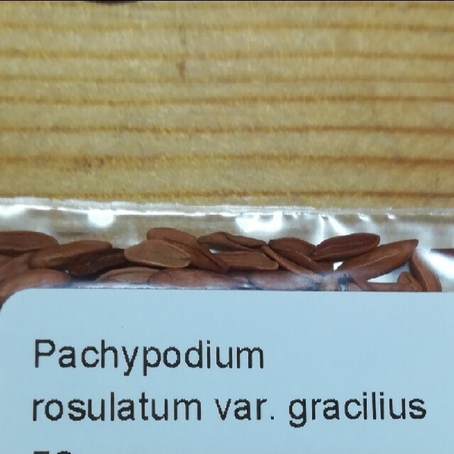 パキポディウム種子①A最終セット　3種　15粒　グラキリス　ラメレイ　ゲアイー ハンドメイドのフラワー/ガーデン(その他)の商品写真