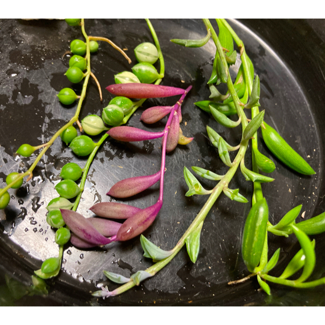 多肉植物　斑入りグリーンネックレス　ネックレス　５種類　多肉　カット　苗 ハンドメイドのフラワー/ガーデン(プランター)の商品写真