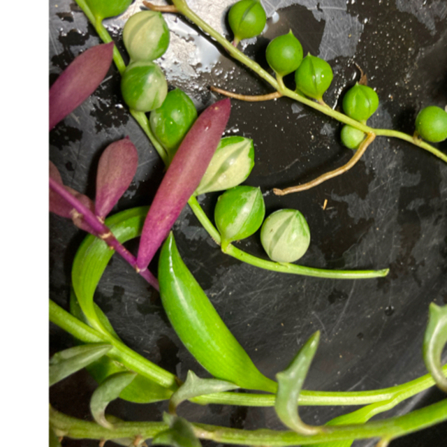 多肉植物　斑入りグリーンネックレス　ネックレス　５種類　多肉　カット　苗 ハンドメイドのフラワー/ガーデン(プランター)の商品写真