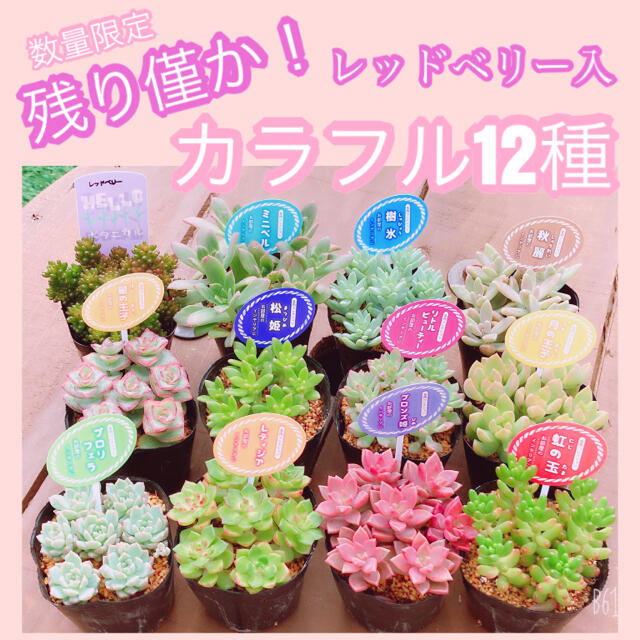 在庫僅か！　ルポゼ　多肉植物　カラフル12種（１カット×12種） ハンドメイドのフラワー/ガーデン(その他)の商品写真