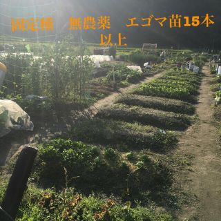 固定種　無農薬　エゴマ　苗　15本以上(野菜)