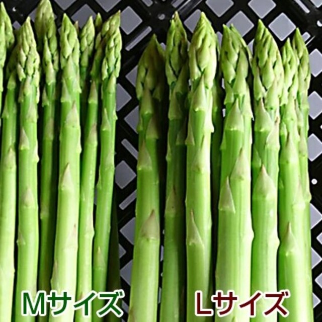 グリーンアスパラ 1kg 食品/飲料/酒の食品(野菜)の商品写真