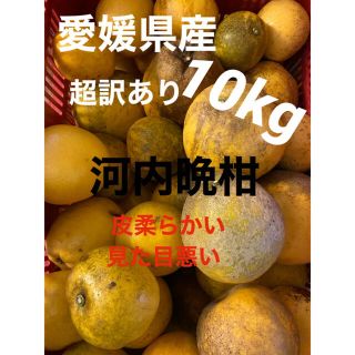 愛媛県産　超訳あり河内晩柑10kg(フルーツ)