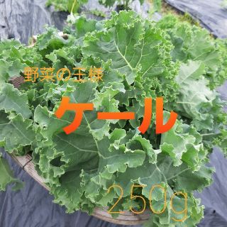 You様専用ケール　イタリア野菜　400g  (受注後摘み採り)(野菜)