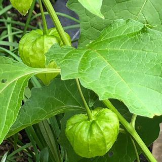 宿根ほおずき　5本(その他)