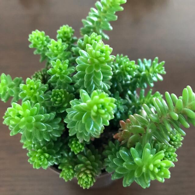 多肉植物 セダム モリムラマンネングサ 抜き苗の通販 By まる S Shop ラクマ 多肉植物 セダム モリムラマンネングサ 抜き苗の通販 By まる S Shop ラクマ