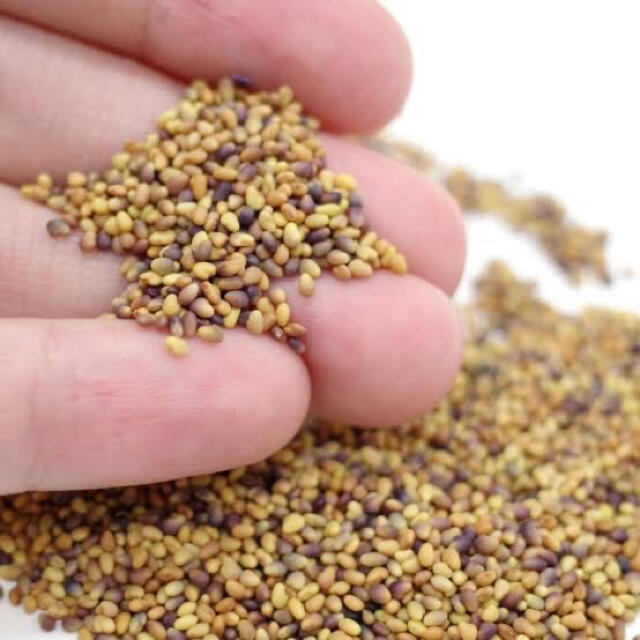 超大特価 クローバー 種 大量たね 赤花 1袋 100g クローバーの種 クローバーの花 アカツメクサ 赤クローバー 花たね 花の種 種子 タネ 国華園 超大特価 クローバー 種 大量たね 赤花 1袋 100g クローバーの種 クローバーの花 アカツメクサ 赤クローバー 花たね 花の種 種子 タネ 国華園
