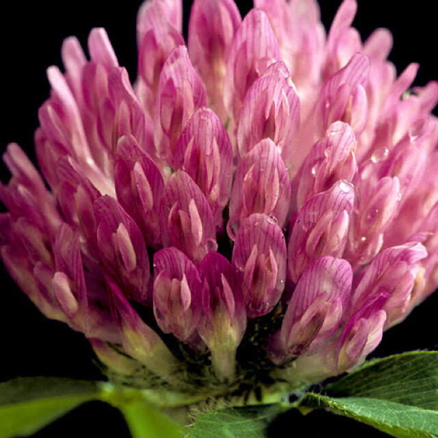 超大特価 クローバー 種 大量たね 赤花 1袋 100g クローバーの種 クローバーの花 アカツメクサ 赤クローバー 花たね 花の種 種子 タネ 国華園 超大特価 クローバー 種 大量たね 赤花 1袋 100g クローバーの種 クローバーの花 アカツメクサ 赤クローバー 花たね 花の種 種子 タネ 国華園