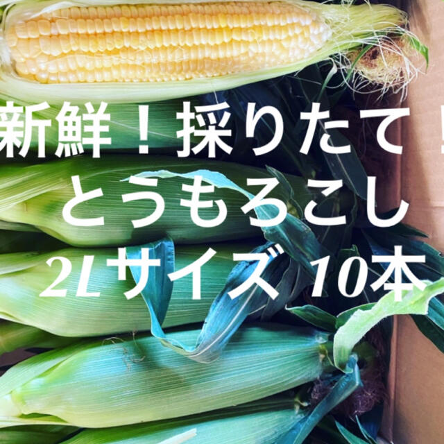 千葉県産　とうもろこし　10本 食品/飲料/酒の食品(野菜)の商品写真