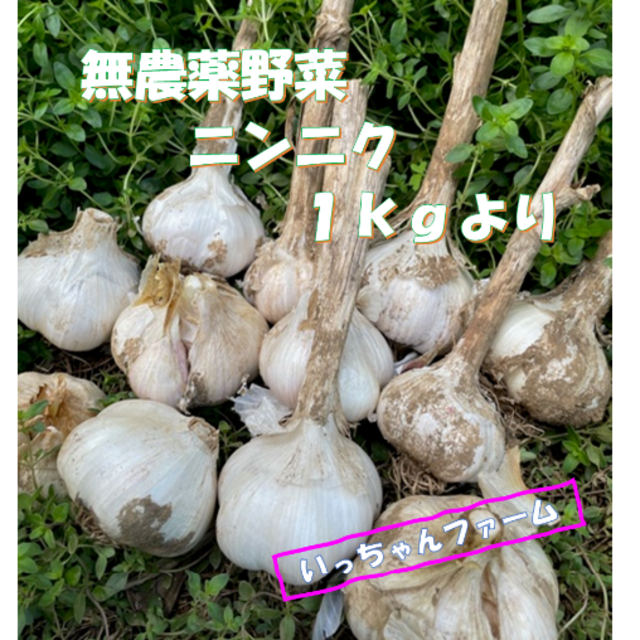 安全・安心野菜　千葉県産　ニンニク　１ｋｇより 食品/飲料/酒の食品(野菜)の商品写真