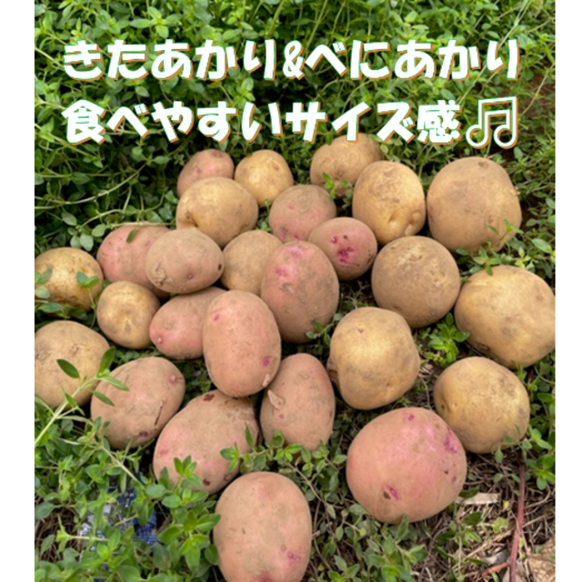 安全・安心野菜　新ジャガイモ　きたあかり＆べにあかり　１，５ｋｇより 食品/飲料/酒の食品(野菜)の商品写真