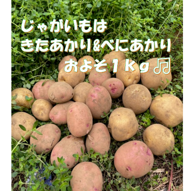 安全・安心野菜　ニンニク＆新ジャガイモ　１，５ｋｇの詰め合わせ 食品/飲料/酒の食品(野菜)の商品写真