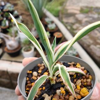 逆輸入 斑入り ユッカ フィラメントーサ カラーガード 植物/観葉植物