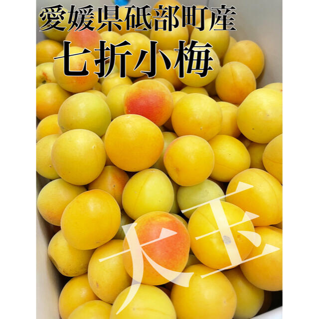 名入れ無料】 愛媛産 七折小梅１０キロ 家庭用 ① cerkafor.com