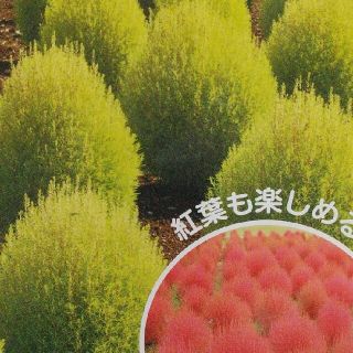 花の種      コキア＋おまけ(その他)