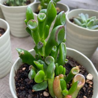 ゴーラム　多肉植物　抜き苗(その他)