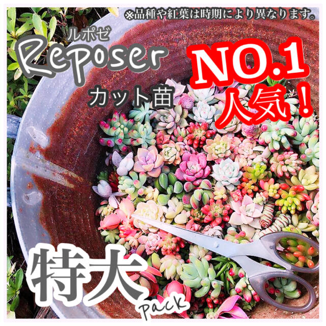 ルポゼ　多肉植物　春のおまかせカット苗　特大 ハンドメイドのフラワー/ガーデン(その他)の商品写真