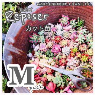 ルポゼ　多肉植物　春のおまかせカット苗　M(その他)