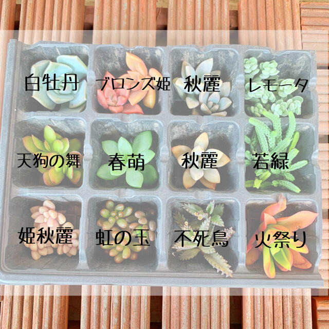 【多肉植物】247 カット苗 いろいろ ハンドメイドのフラワー/ガーデン(その他)の商品写真