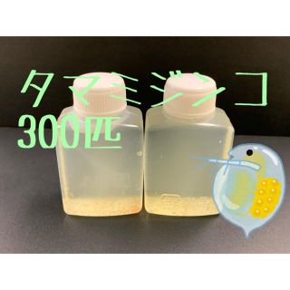 タマ　ミジンコ　300匹(アクアリウム)
