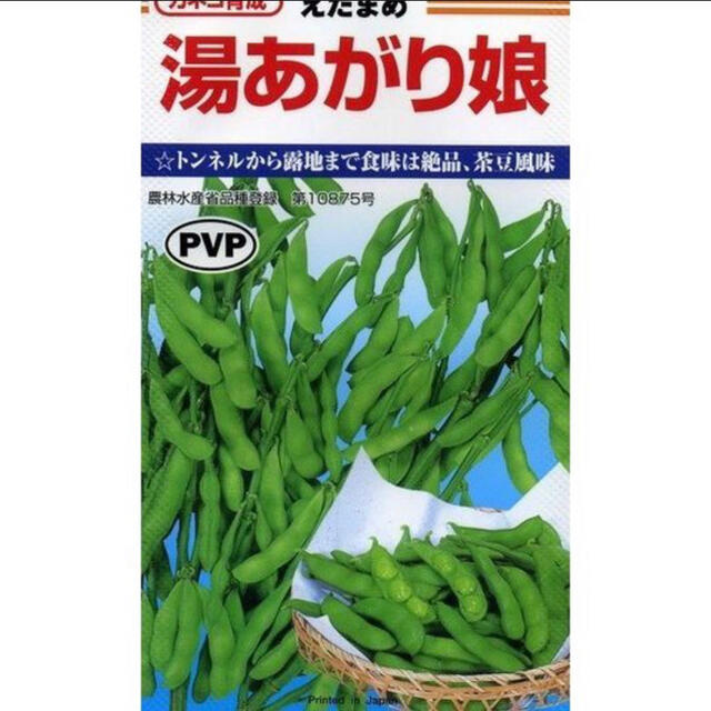 健康野菜  野菜種 湯あがり娘 エダマメの種 15個  食品/飲料/酒の食品(野菜)の商品写真