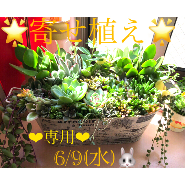 ❤︎専用❤︎大きな寄せ植え❤︎このまま飾れます????????????ハンドメイド