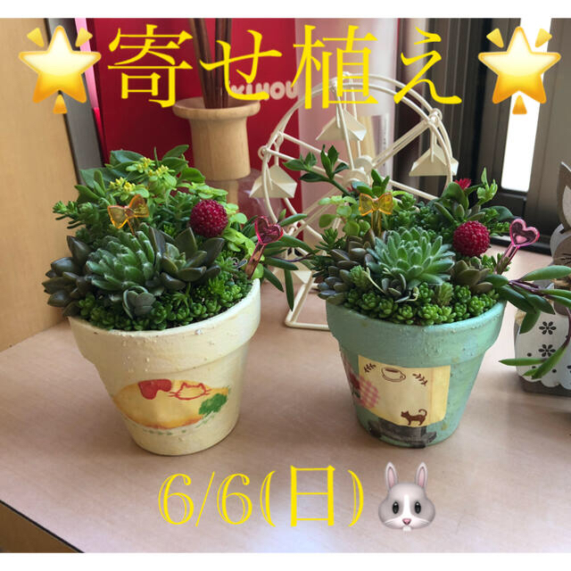 ハンドメイド多肉植物❤︎寄せ植え❤︎このまま飾れます????????????