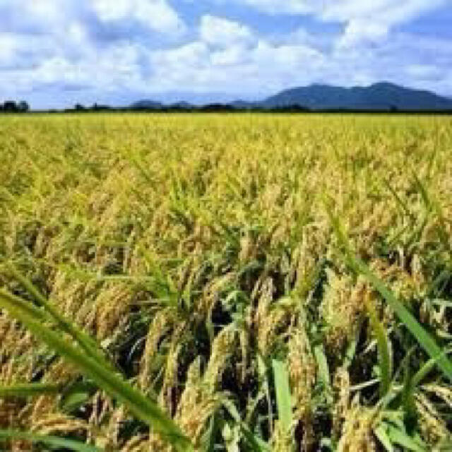 真空パック・R2新潟コシヒカリ特別栽培米　真空パックと保湿米袋入5キロ2個23