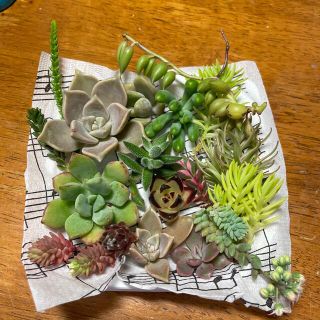 多肉植物　寄せ植え　カット苗セット(その他)