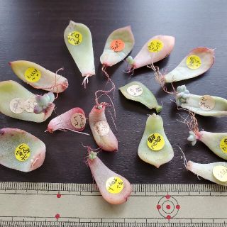 多肉植物葉挿しセット15種類(その他)