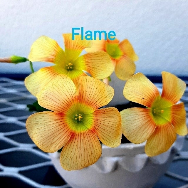 オキザリス Flame 球根 3球 ハンドメイドのフラワー/ガーデン(その他)の商品写真