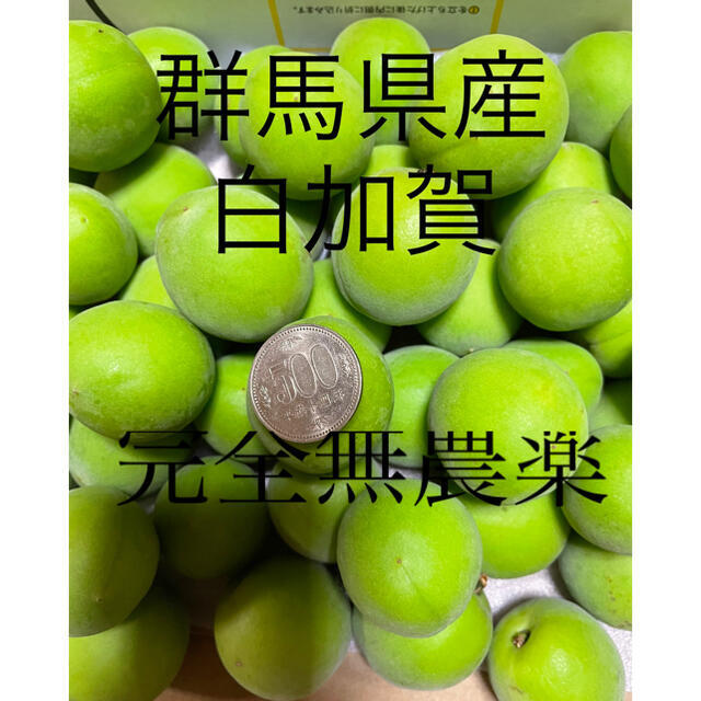 群馬県産青梅　白加賀　6キロ　　　　　完全無農薬　 食品/飲料/酒の食品(フルーツ)の商品写真