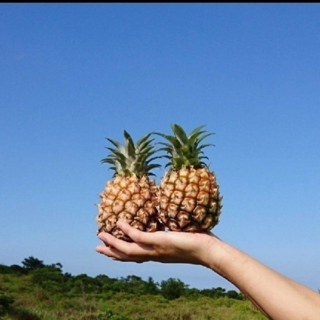 beach様専用ページです。 食品/飲料/酒の食品(フルーツ)の商品写真