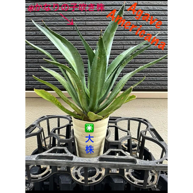 ✳️Agave Americana 大株でかなりの子吹き株❗️✳️早い者勝ち✳️ インテリア/住まい/日用品のインテリア/住まい/日用品 その他(その他)の商品写真