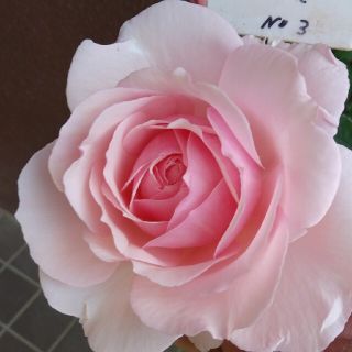 薔薇🌹『みさき』🌹挿し木苗(その他)