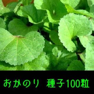 おかのり　種子１００粒　固定種　栽培用(野菜)