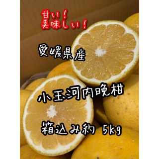 愛媛県産　小玉　河内晩柑　家庭用(フルーツ)
