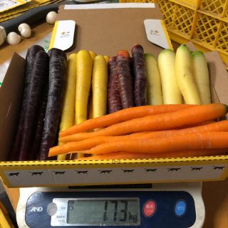 彩りフルーツにんじん 先行販売　訳あり B品 1.7kg以上。無農薬 野菜(野菜)