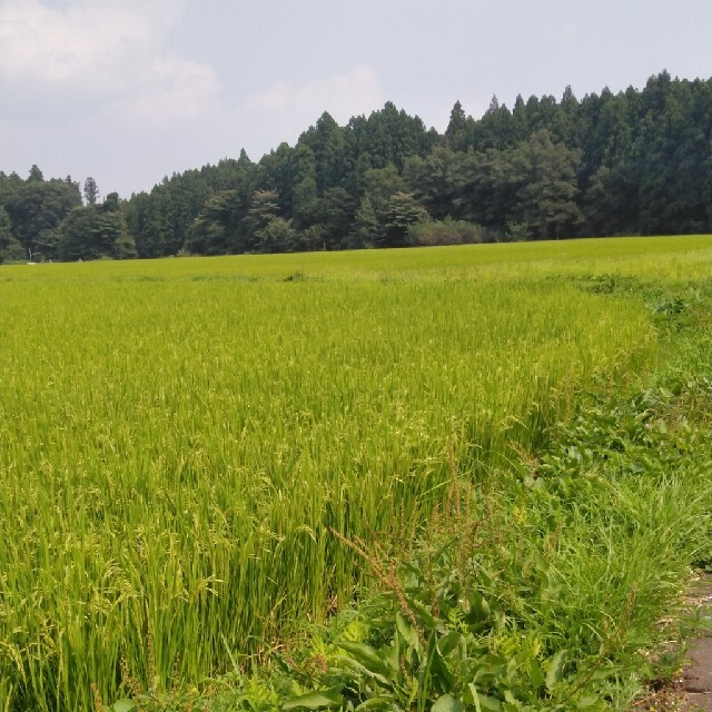 令和2年産栃木県特一等米コシヒカリ玄米30キロ無農薬にて作ったお米です。