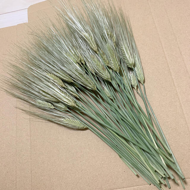 ドライフラワー 麦の穂　茎付き　花材　インテリア　スワッグ ハンドメイドのフラワー/ガーデン(ドライフラワー)の商品写真