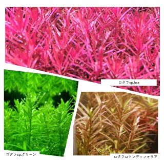 Amateras Led アマテラス Led 10w 植物育成ライトの通販 By S Shop ラクマ